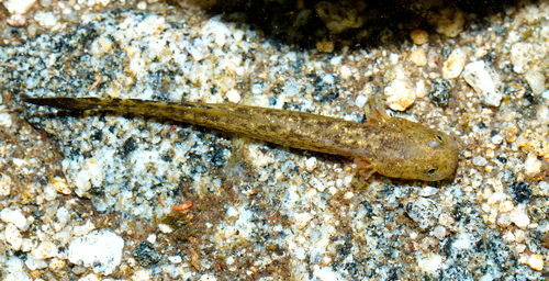 Shangcheng Stout Salamander