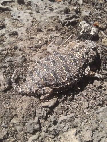 Pygmy Short-horned Lizard