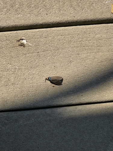 Virginia Ctenucha Moth