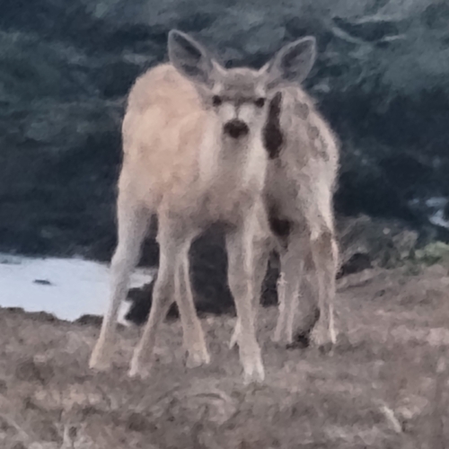 iNaturalist observation photo of Mule Deer