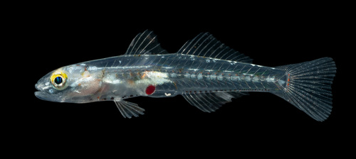 Sixspot Glidergoby