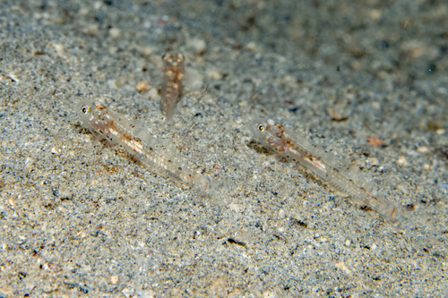 Sixspot Glidergoby