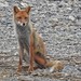 Japanese Red Fox - Photo (c) Aline Horikawa, all rights reserved, uploaded by Aline Horikawa