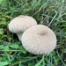 Common Puffball - Photo (c) Geert Raaijmakers, all rights reserved, uploaded by Geert Raaijmakers