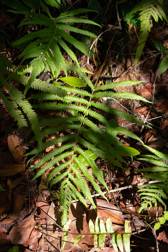 Pelazoneuron ovatum var. ovatum
