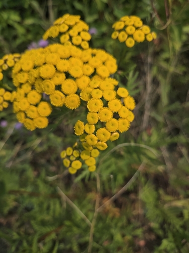 tansy