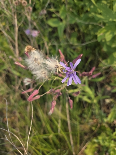 common blue lettuce