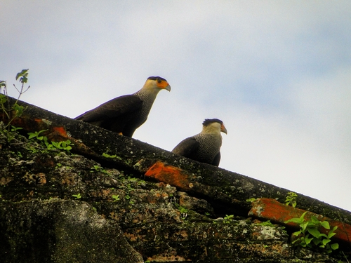 Crested Caracara