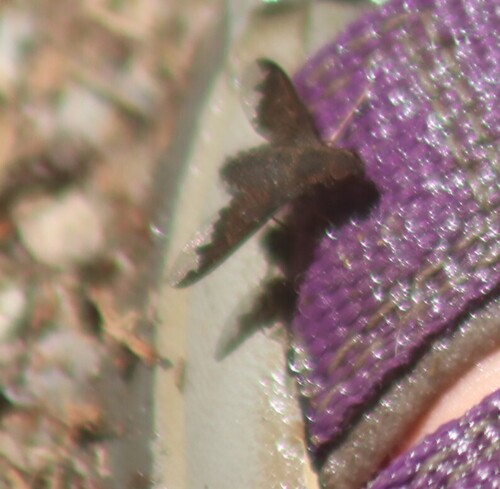 Unknown species found near Missoula County, MT, USA