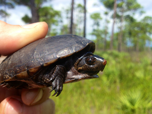 Florida Mud Turtle (Kinosternon steindachneri) · iNaturalist