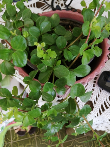 Peperomia trifolia · iNaturalist