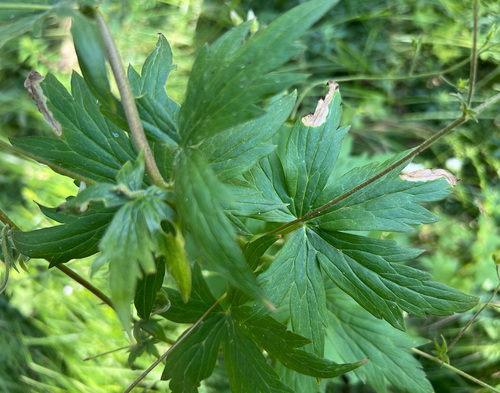 iNaturalist observation photo of Winged and Once-winged Insects