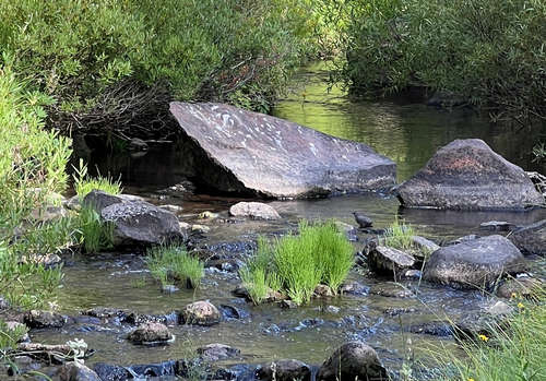 iNaturalist observation photo of American Dipper