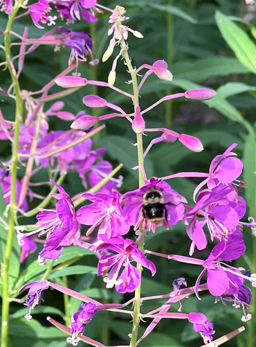 iNaturalist observation photo of Fuzzy-Horned Bumble Bee