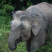 Elefante de Borneo - Photo (c) Max Omick, todos los derechos reservados, subido por Max Omick