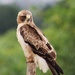 Booted Eagle - Photo (c) Jason Oxley, all rights reserved, uploaded by Jason Oxley
