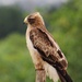 Booted Eagle - Photo (c) Jason Oxley, all rights reserved, uploaded by Jason Oxley