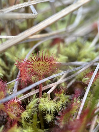 round-leaved sundew