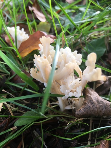 wrinkled club fungus