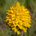 Yellow Milkwort - Photo (c) old-bean-adams, all rights reserved