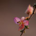 Krameria ramosissima - Photo 由 Arnulfo Moreno-Valdez 所上傳的 (c) Arnulfo Moreno-Valdez，保留所有權利