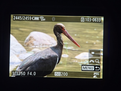 Black Stork