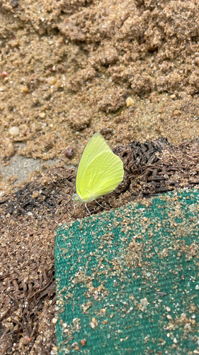 Lemon Migrant