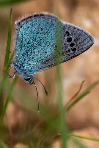 Green-underside Blue