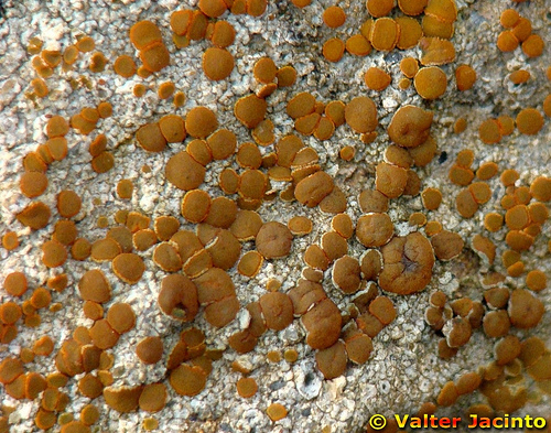 Athallia holocarpa (Hoffm.) Arup, Frödén & Søchting