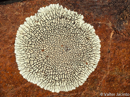 Usnochroma carphineum