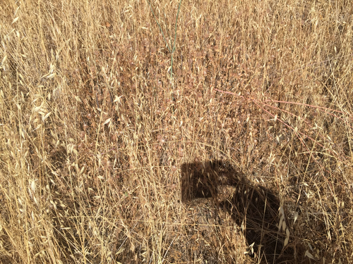 iNaturalist observation photo of California King Snake