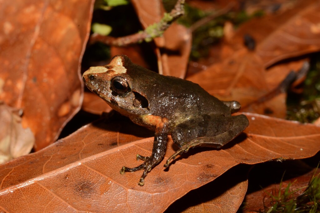 Bocourt's Robber Frog (Craugastor bocourti)