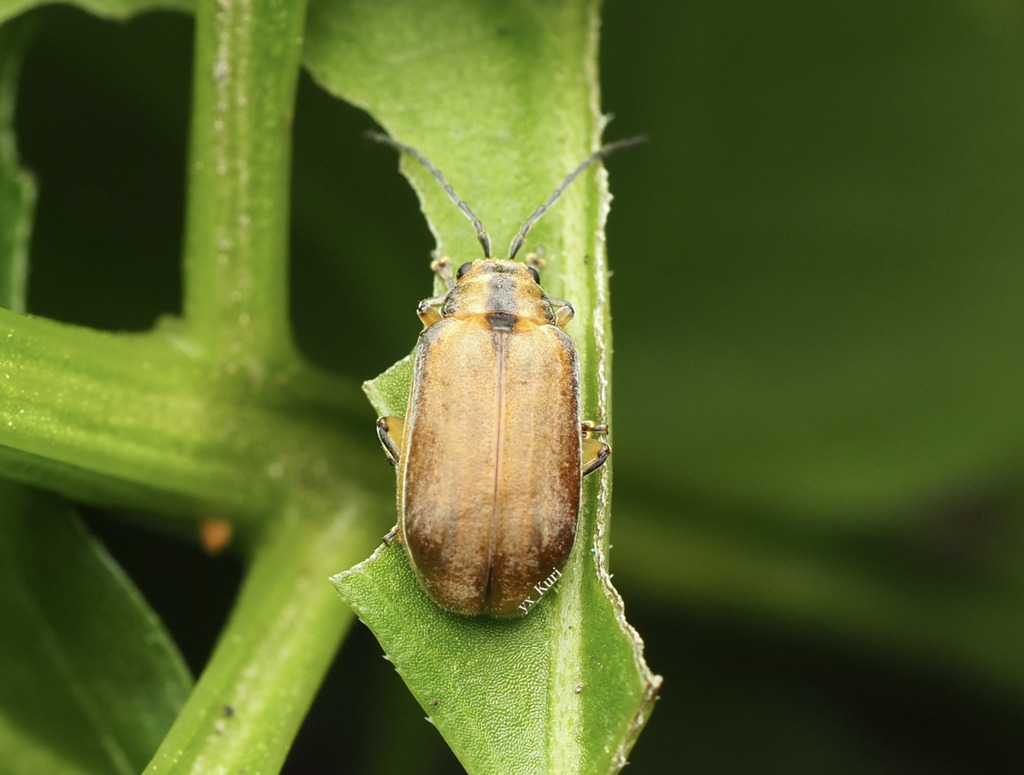 Pyrota Lineata Pyrrhalta lineatipes in July 2025 by yx_Kuri. Harbin 2025 · iNaturalist