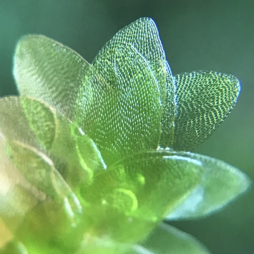 Shining Hookeria