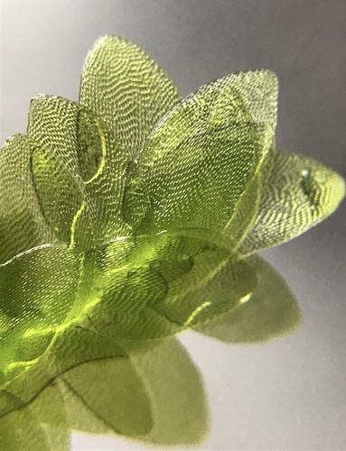 Shining Hookeria