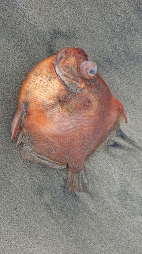 Antigonia capros