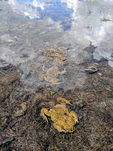 iNaturalist observation photo of Yosemite Toad