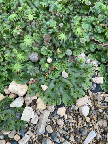 Common Liverwort