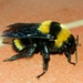 Amazonian Bumble Bee - Photo (c) Isaac Oliveira, all rights reserved, uploaded by Isaac Oliveira