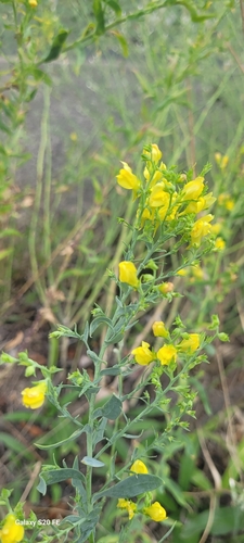 Broomleaf Toadflax