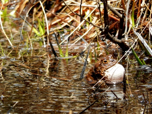 iNaturalist observation photo of Yosemite Toad