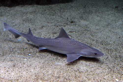 Starry Smooth-hound