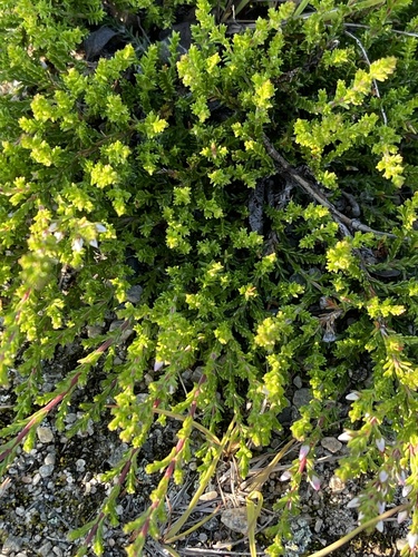 common heather