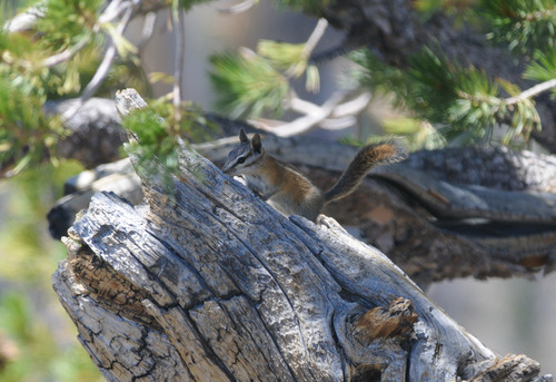 Panamint Chipmunk observed by lcunningham