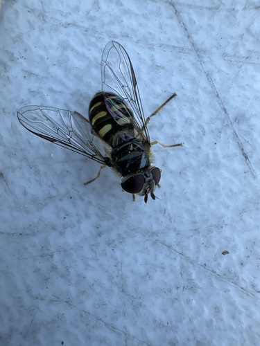 Unknown species found near Grand Teton National Park, Jackson, WY, US