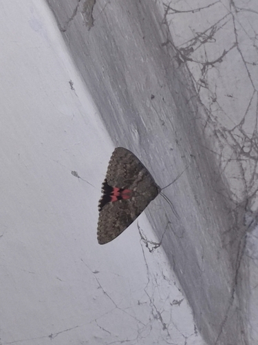 French Red Underwing