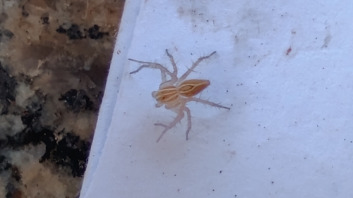 Striped Lynx Spider