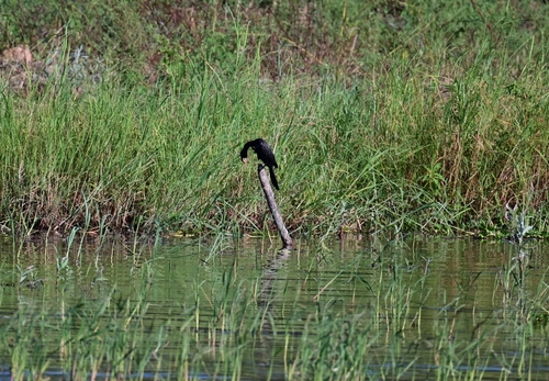 African Reed Cormorant