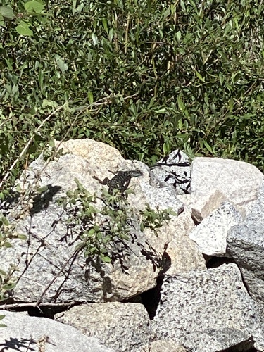 iNaturalist observation photo of Western Fence Lizard