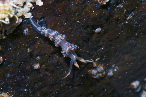 Crowned Aeolis